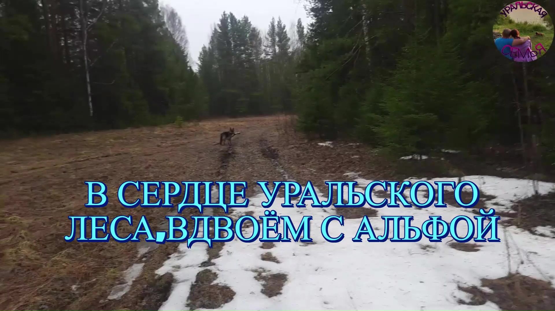 Субботняя прогулка с Альфой в Уральском лесу.