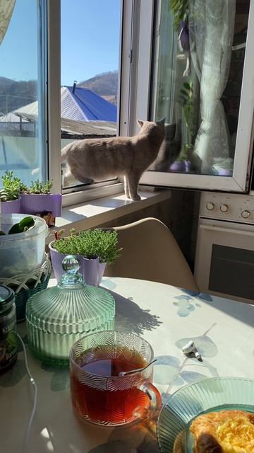 Кошки на окошке, 4 апреля 2026г