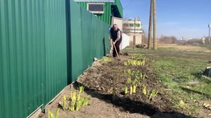 Уличный цветник, пора убирать.