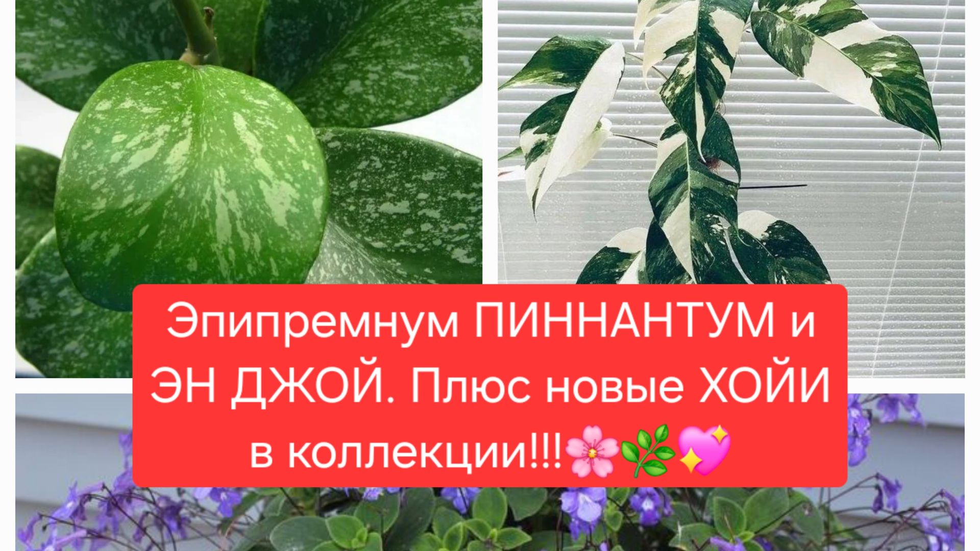 Эпипремнум ПИННАНТУМ и ЭН ДЖОЙ.🌼💖🌸 Плюс новые ХОЙИ в коллекции.💖🌸