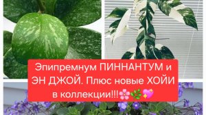Эпипремнум ПИННАНТУМ и ЭН ДЖОЙ.🌼💖🌸 Плюс новые ХОЙИ в коллекции.💖🌸
