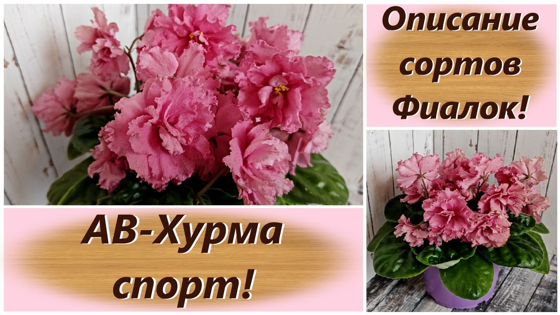 Описание сортов Фиалок! АВ-Хурма спорт!
