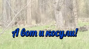 А вот и косули.