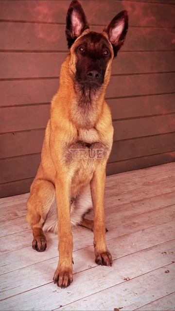 Брутальный пес! 😍👍🤣