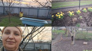 Начала прополку сада 17.04.26.Сыровато,земля как асфальт