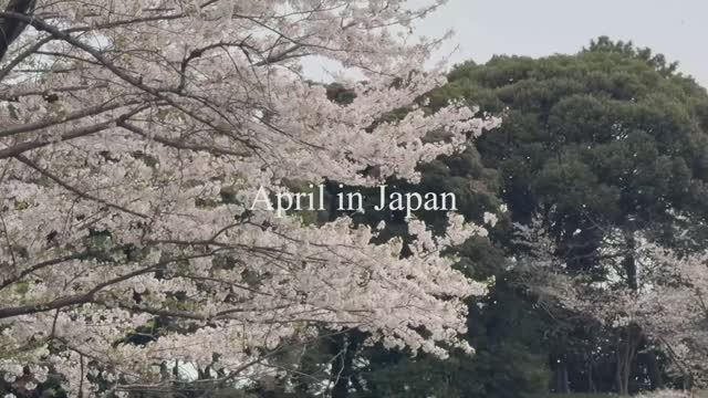 Жизнь Нами Весенняя перезагрузка генеральная уборка и покупки в Costco.