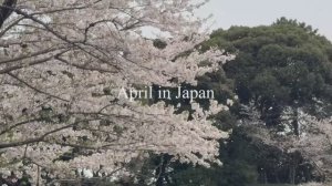 Жизнь Нами Весенняя перезагрузка генеральная уборка и покупки в Costco.