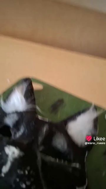 Подарочек для Мии Бойки готов!