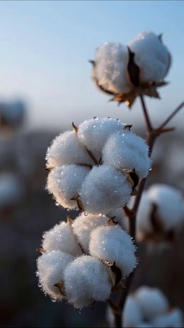 Красивая хлопковая плантация на рассвете #хлопок #природа #фотография