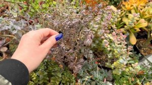 Первый обзор суккулентов в теплицы в этом году! Хмурая погода и яркие эхеверии. 18 апреля 2026