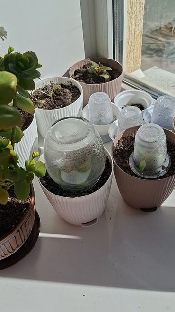 Ваш котик тоже портит цветы на подоконнике?