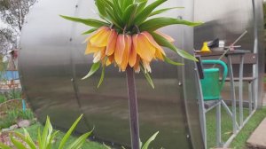 Цветок Рябчик императорский или «слезы Марии». Как заставить цвести.