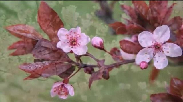 Почему...Слова, музыка и исп. Самуила Фрумовича