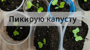 Пикирую капусту