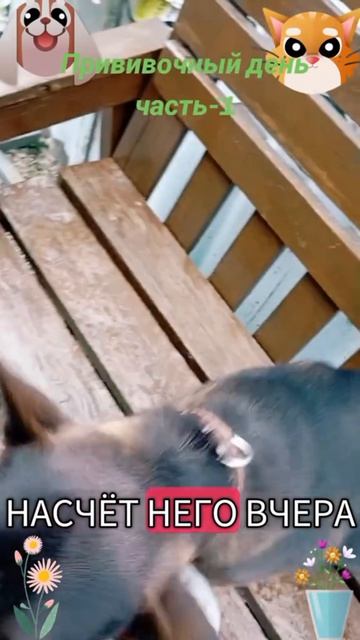 Прививочный день-1🐶🐱😅