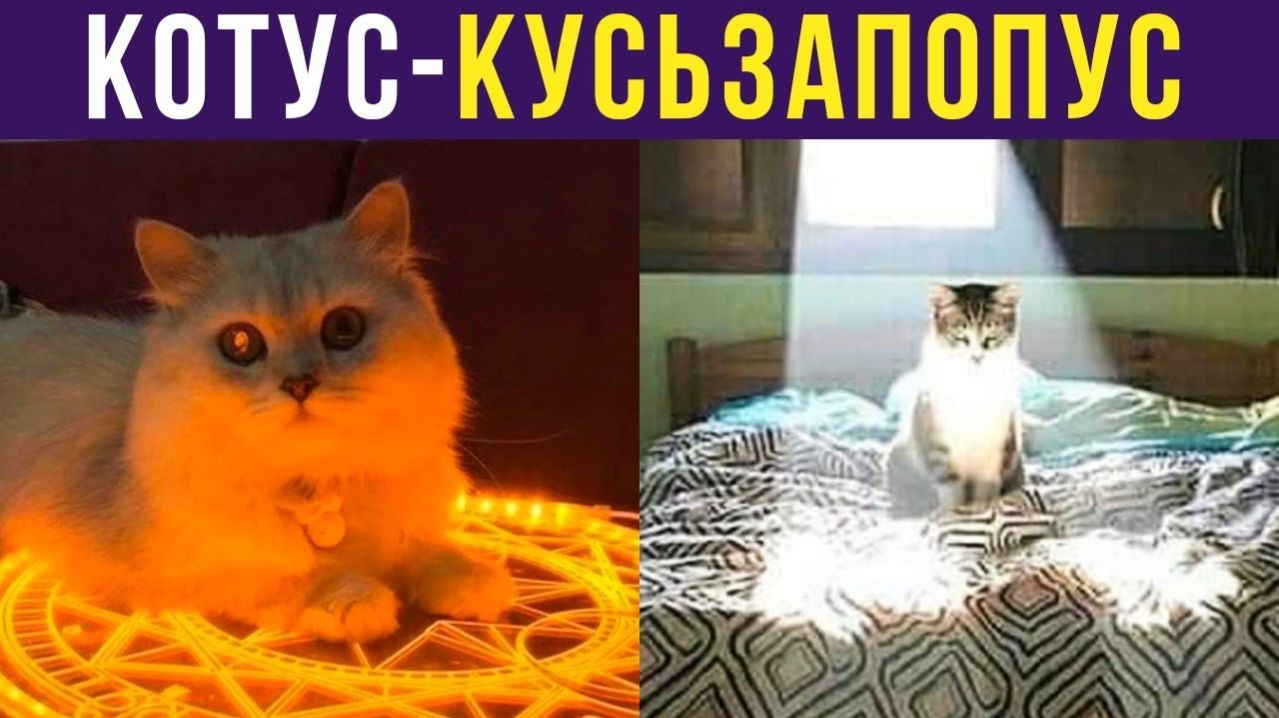 КОТУС-КУСЬЗАПОПУС!) Приколы с котами
