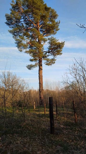 Застолбили.