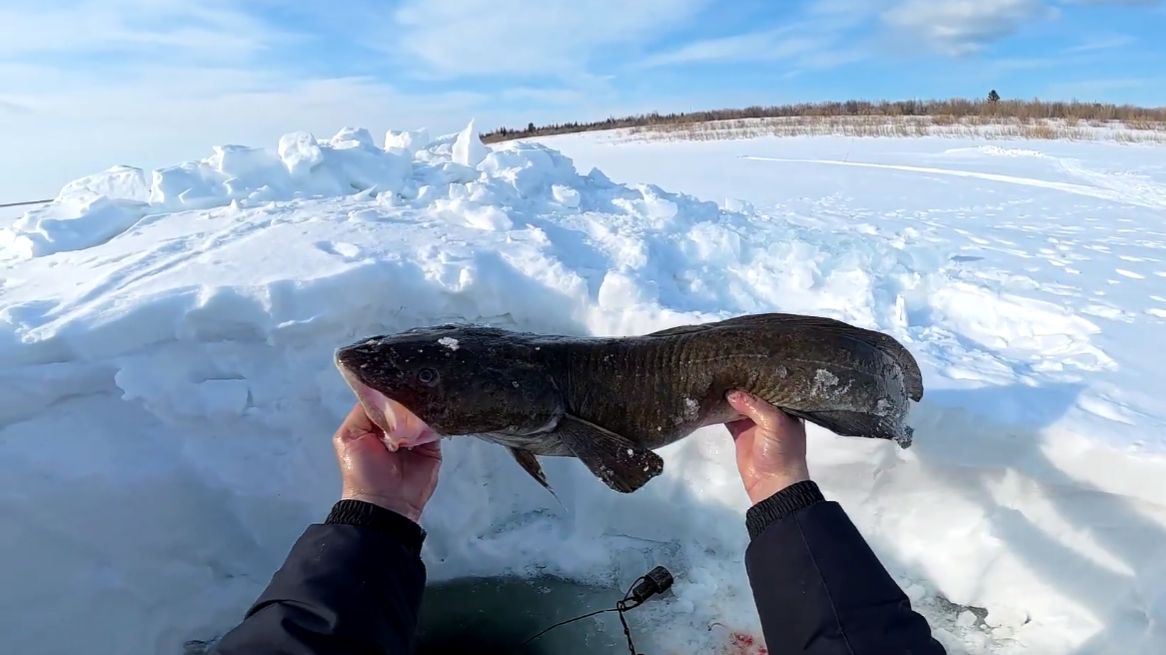 Рыбалка у чëрной дыры. Ловля налима. Шестидесятая серия.