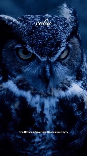 Выбери своего проводника 👁