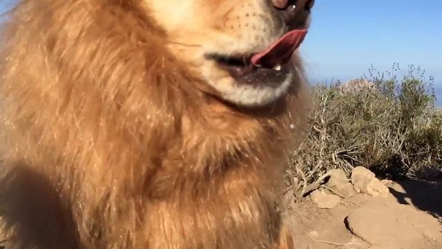 Lion Sighting in California