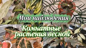 Комнатные растения весной. Мои наблюдения.