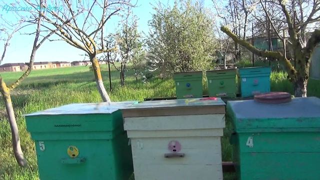 Пчеловодство у начинающего