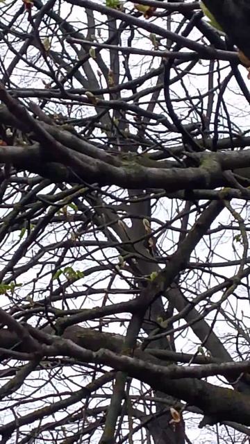 собака улыбака сиба приколы -пусть распускается каштан