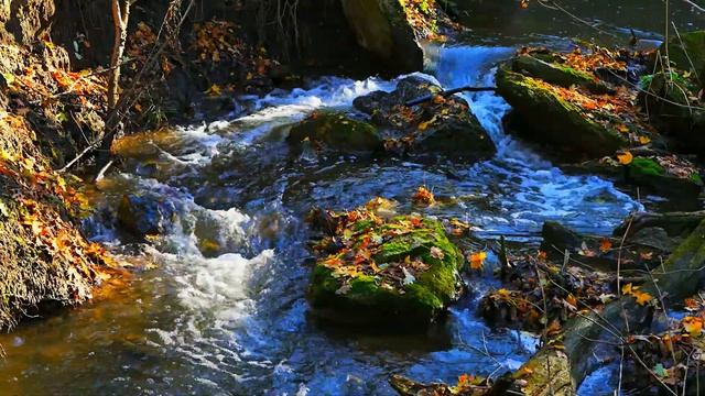 Symphony of Forest Bird Singing  • Relaxing soundscape for deep sleep