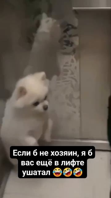 эти забавные животные