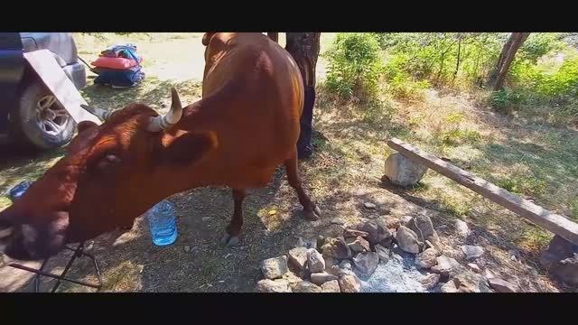 Горы Крыма Ай-Петри Долина Привидений Лошади, Коровы и Дерзкие Серпантины Автопутешествие