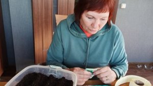 Ленивый способ посева капусты на рассаду.