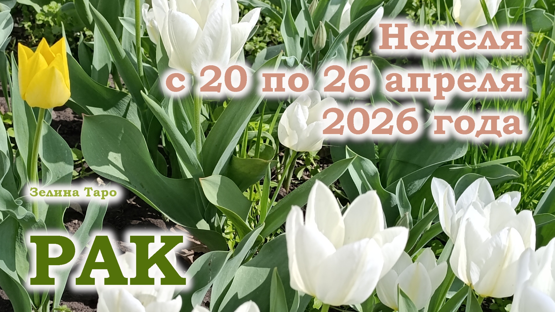 РАК | ТАРО прогноз на неделю с 20 по 26 апреля 2026 года
