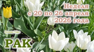 РАК | ТАРО прогноз на неделю с 20 по 26 апреля 2026 года