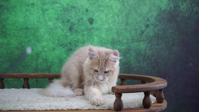 Fergus 4 месяца