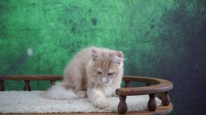 Fergus 4 месяца