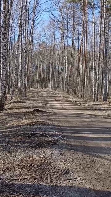 Просыпается лес весной.