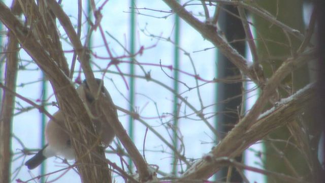 (6)3 снегиря55 звук2