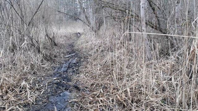 Провалилась в болото! Стресс, жор, весна. Вот мне и отказ от сахара!!