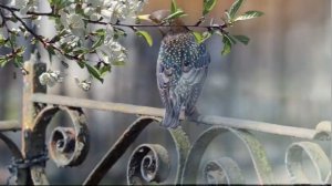 21 апреля радоница. Просите в этот день у умерших родственников помощи или совета.