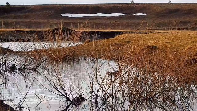 Охота на селезня из шалаша с подсадными утками