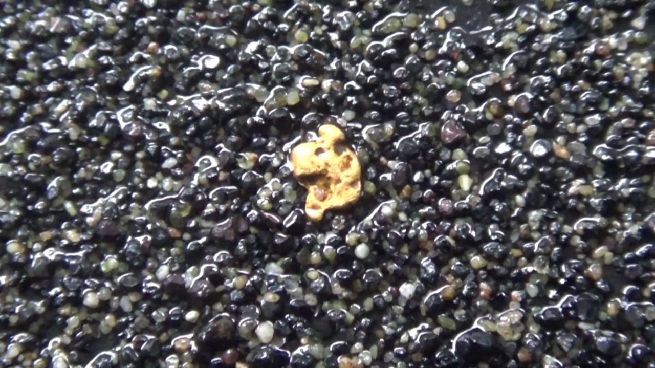 Золото из под корня поваленного дерева!