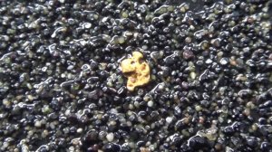 Золото из под корня поваленного дерева!