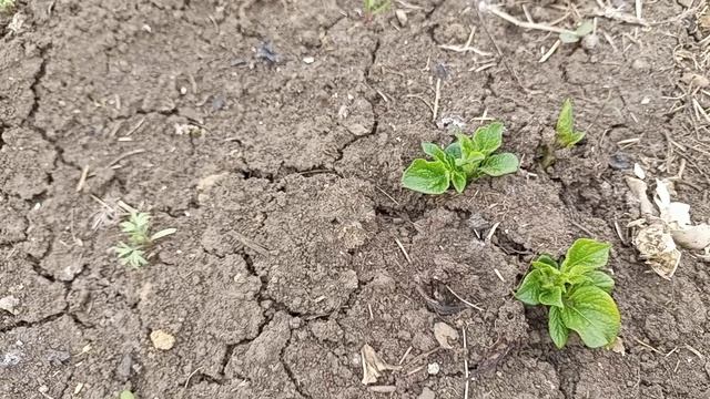 САД цветёт, ОГОРОД растёт 18.04.26 Кубань