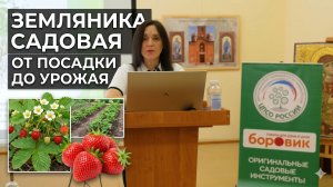 Как вырастить клубнику без ошибок: посадка, уход, подкормка и сорта