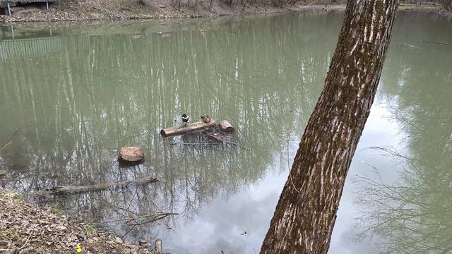 Гуси 2 часть