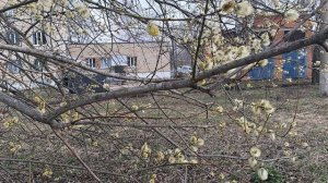 Пушистики# весна#