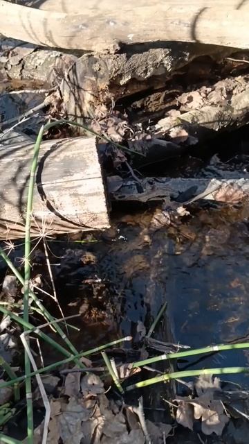 Звук природы

#лес #ручей #звук #живой_звук_ #атмосфера #журчат #влесу #весна #апрель #веснедорогу