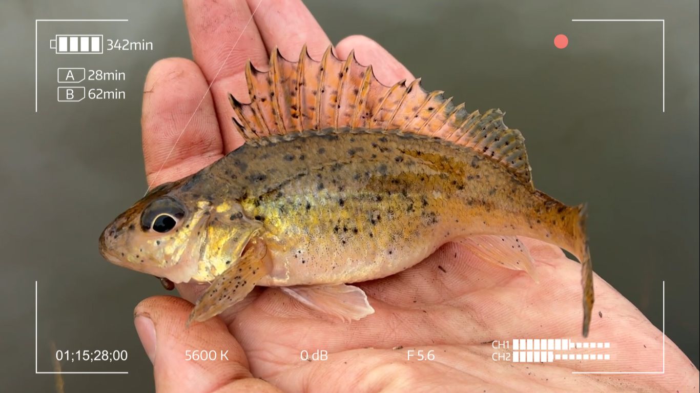 Сколько разной рыбы! Это мормышинг!