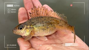 Сколько разной рыбы! Это мормышинг!