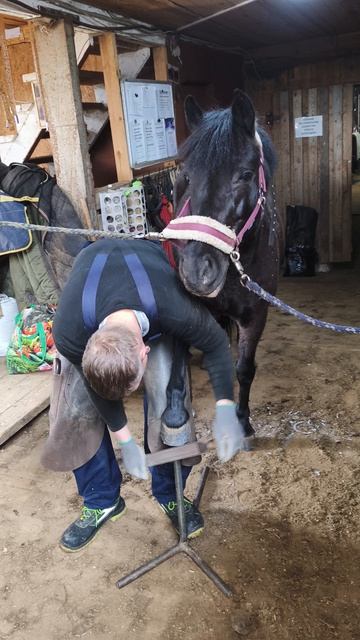 Наоми в салоне красоты приводит в порядок свои копытца, Саша наш лучший коваль.